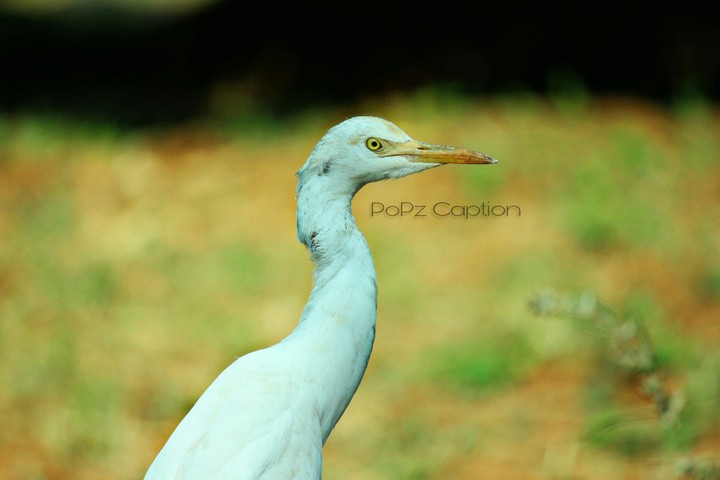 kerala photography