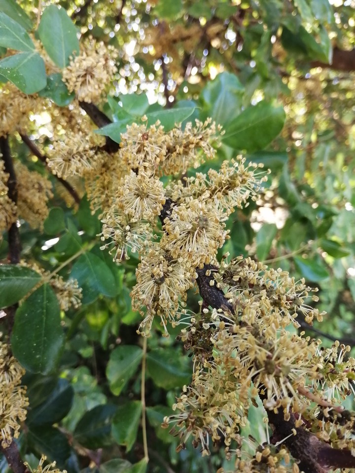 Algarrobo en flor