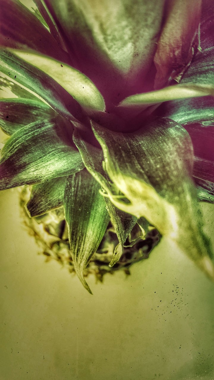 ananas