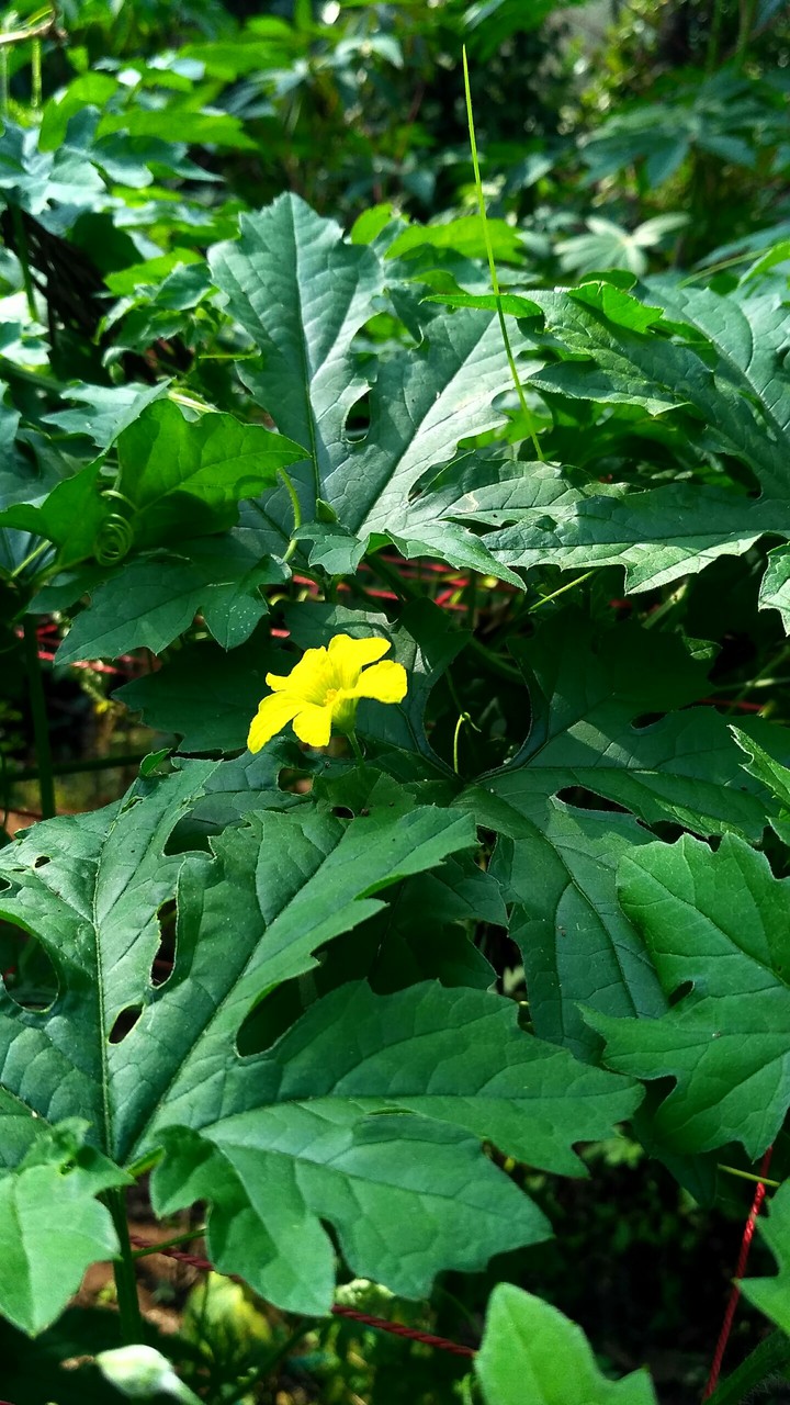 flower