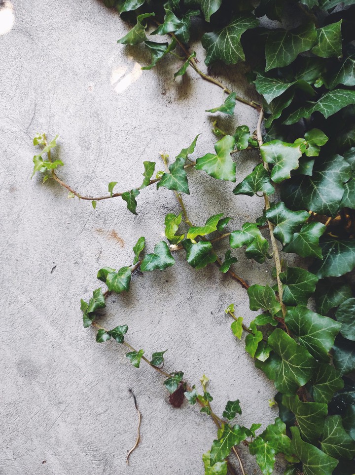 Ivy