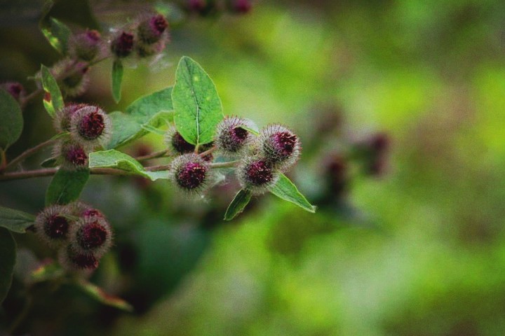 Wild beauty