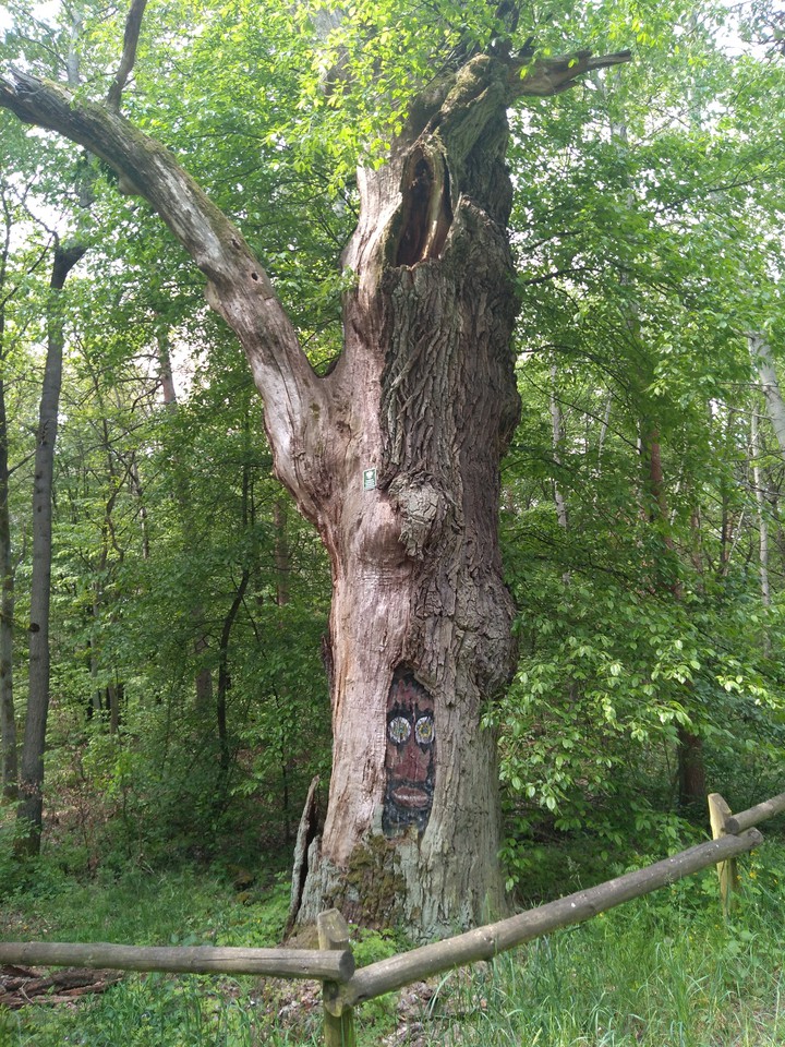 Tree in forest