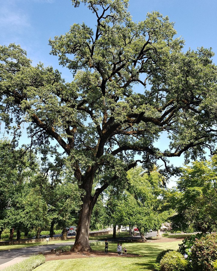 Gorgeous tree