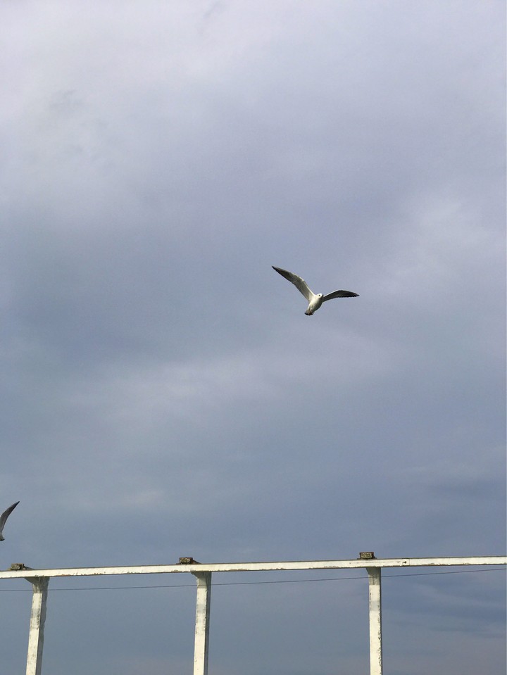 Gull 