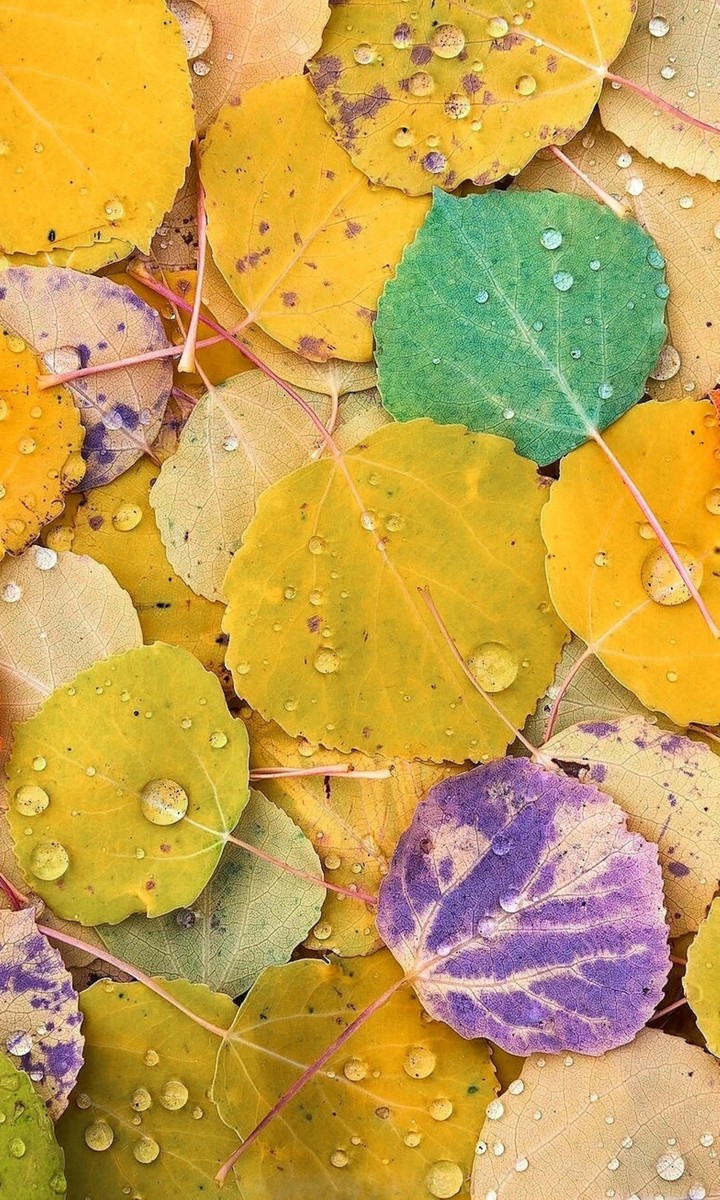 yellowish