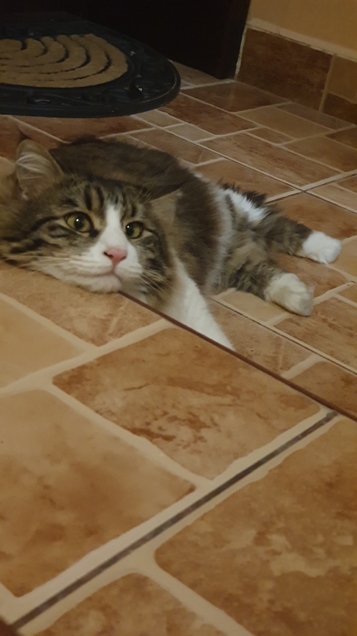 cat