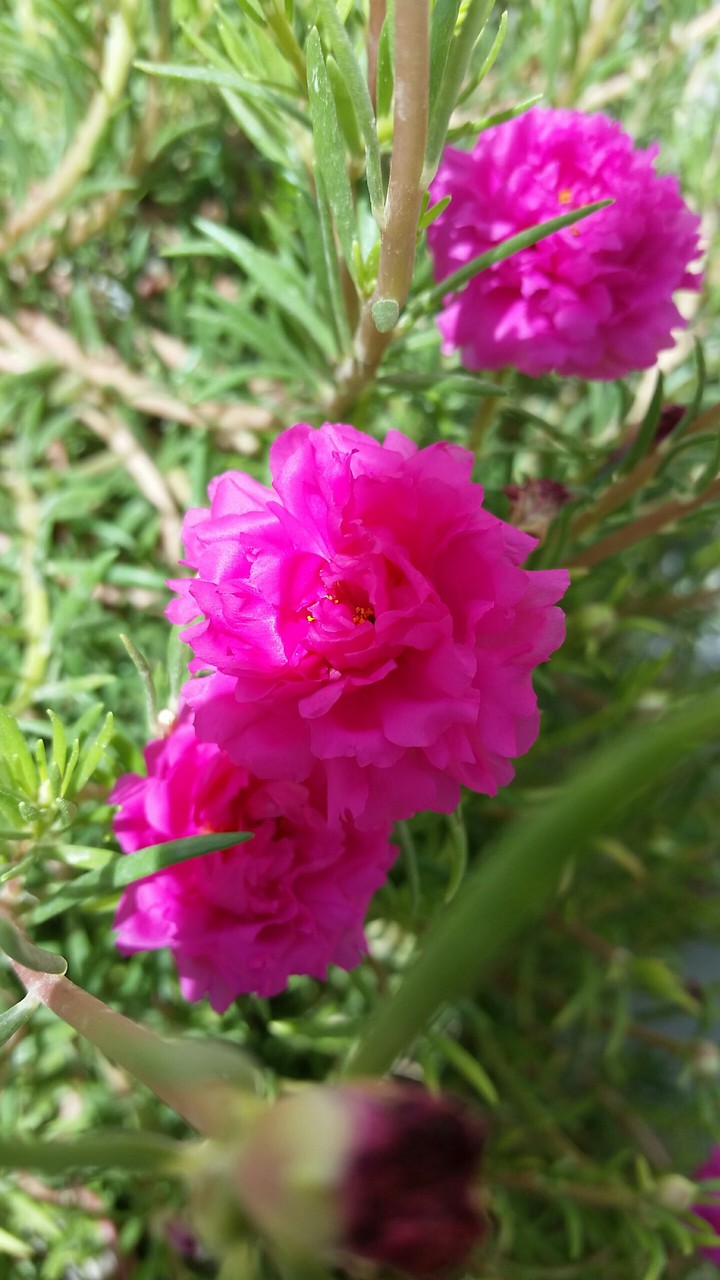 گل دوپہری Portulaca Grandiflora
