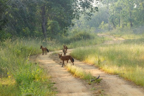 shrubland, carnivores háttérképek