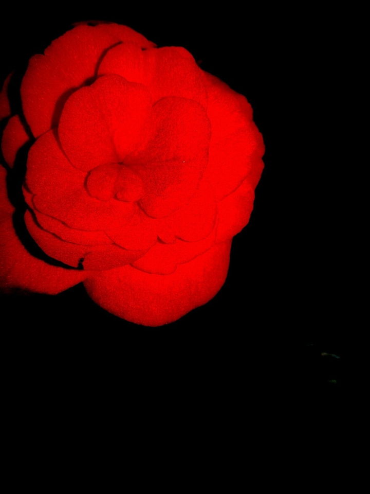 Red flower
