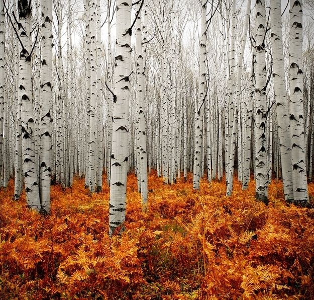 Nature...