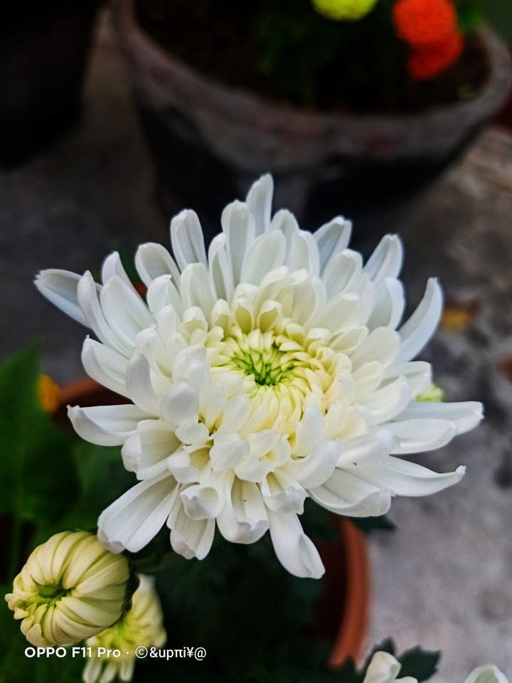 flower