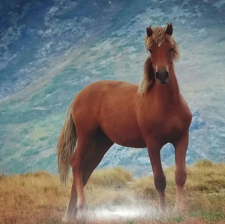 brown horse