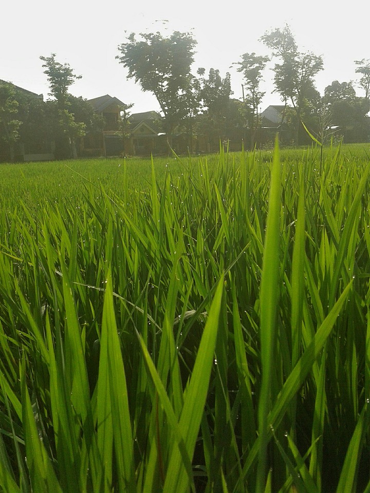 Wonderful of Indonesia