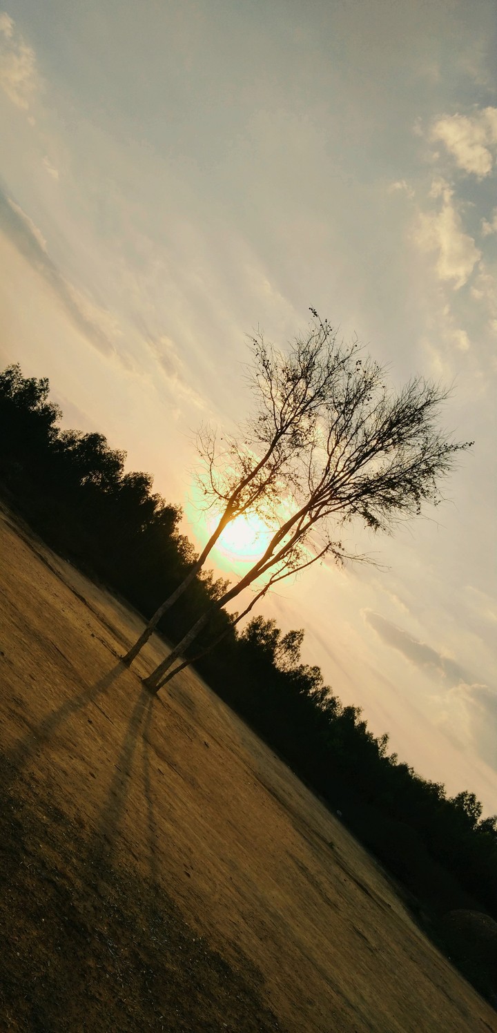 Tree during sunset