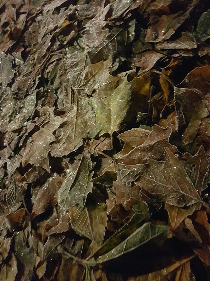 frozen leaves