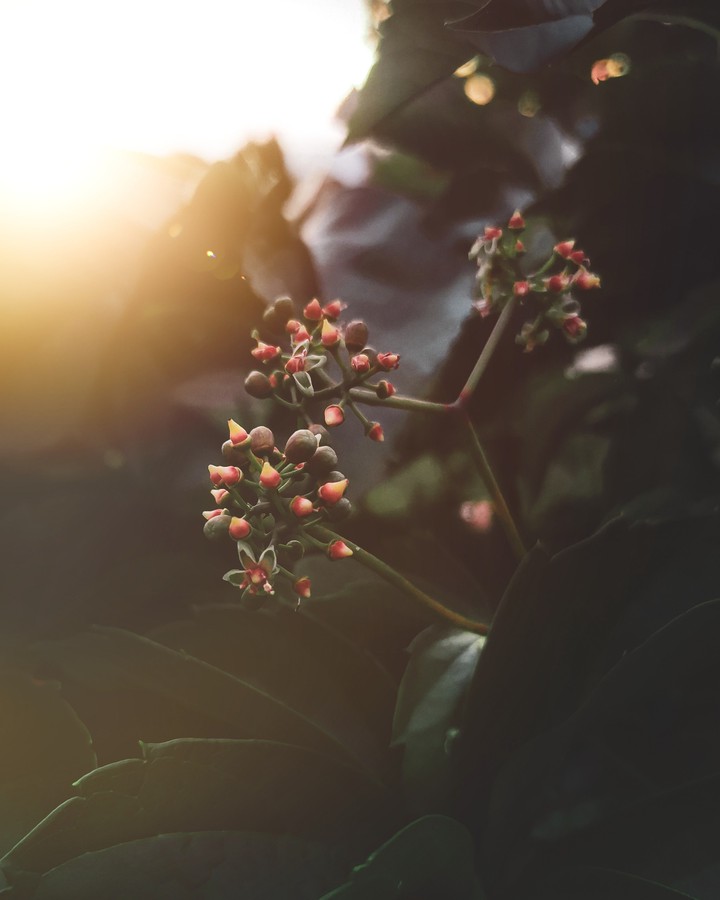 Radiance