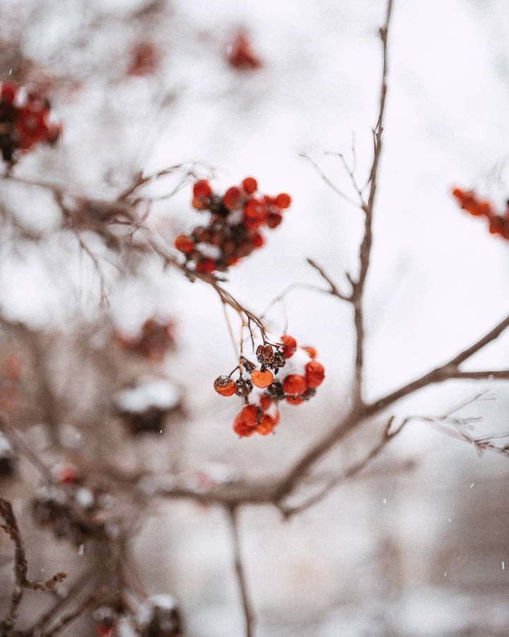 branch