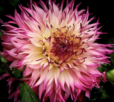 Pink Flower
