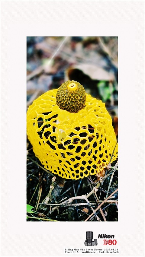 tapety phallales, fungus