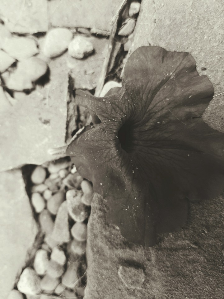 Fallen