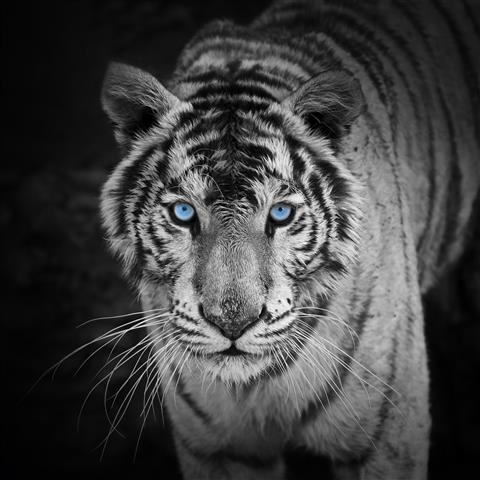 tiger