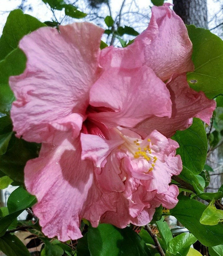 December_hibiscus