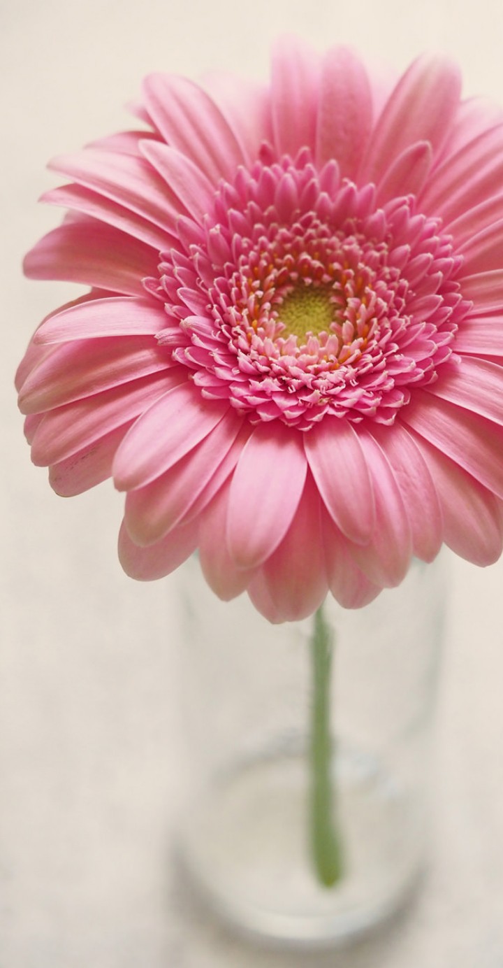 flor
