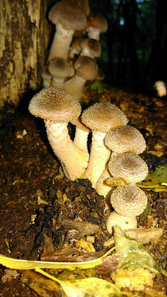mushrooms in Rotterdam