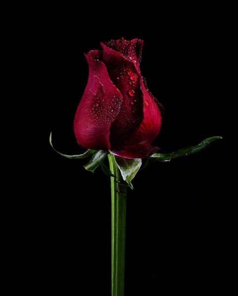 тапети color, petal