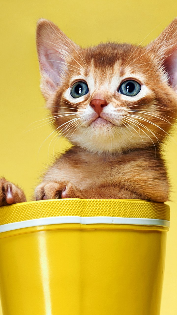 kittu♥