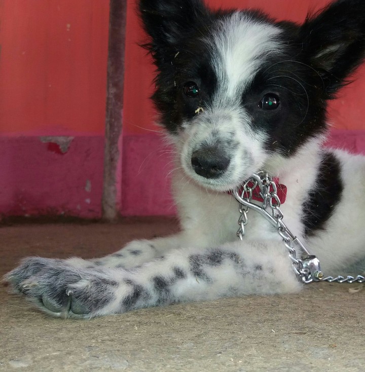 dog