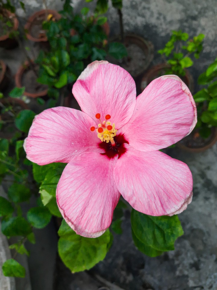 Hibiscus ?