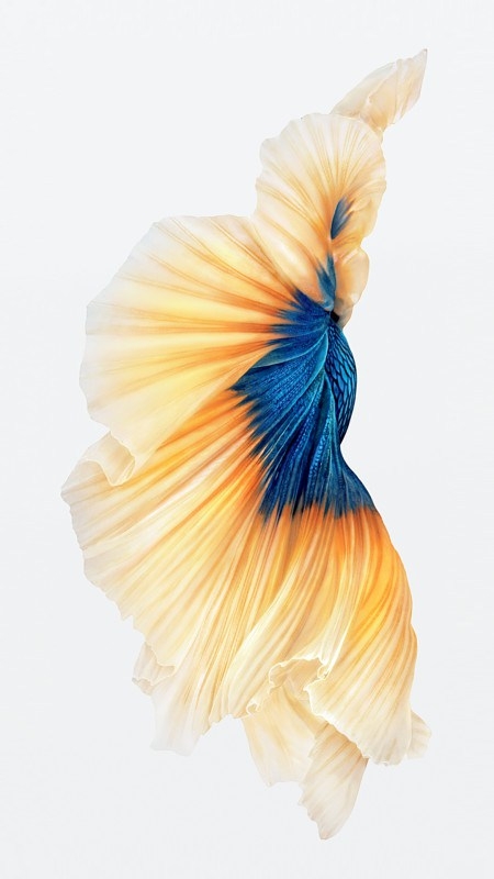 Yellow&Blue Fish