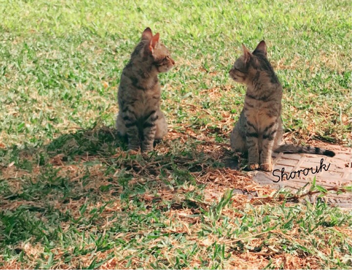 love between two cats