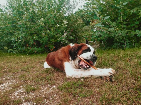 шпалери dog, carnivoran