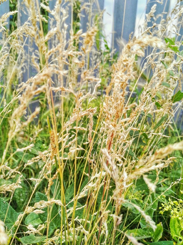 Grass