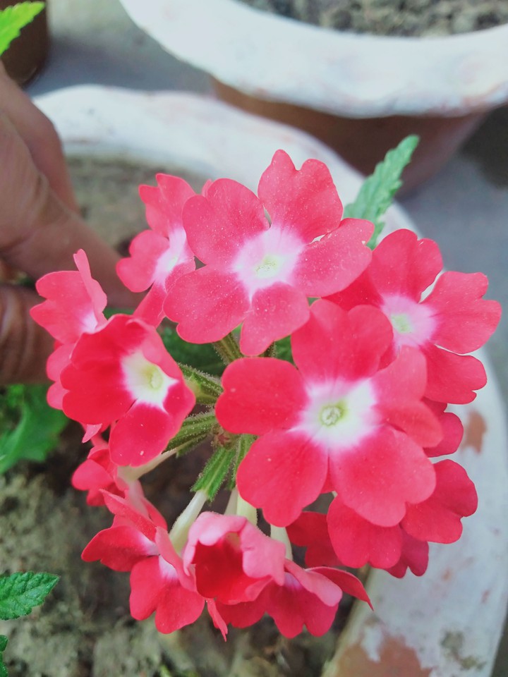 verbina flower
