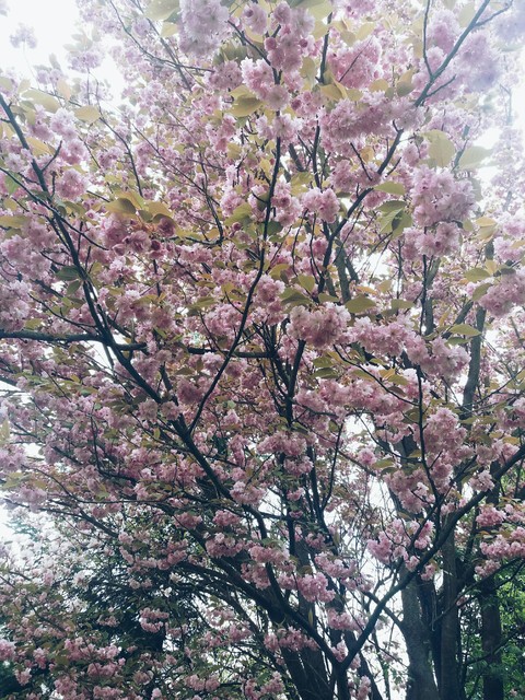 Blooming tree