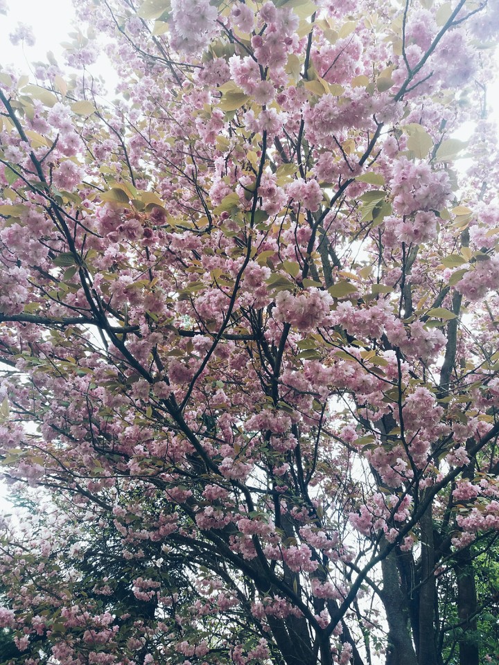 Blooming tree