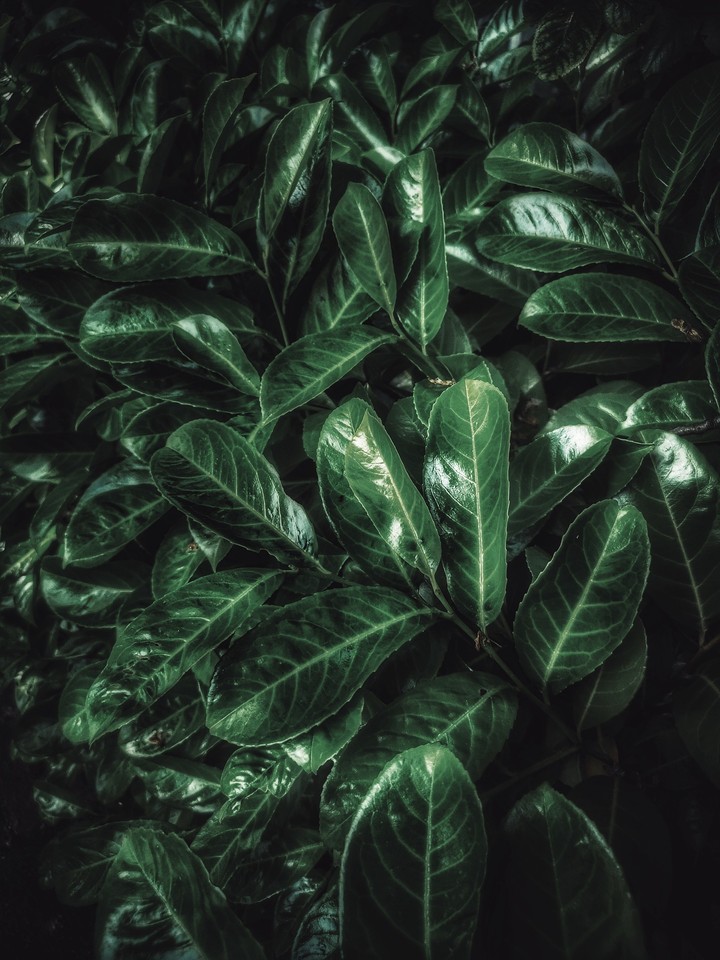 green leaves