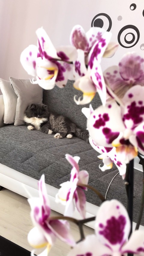cat and orchide