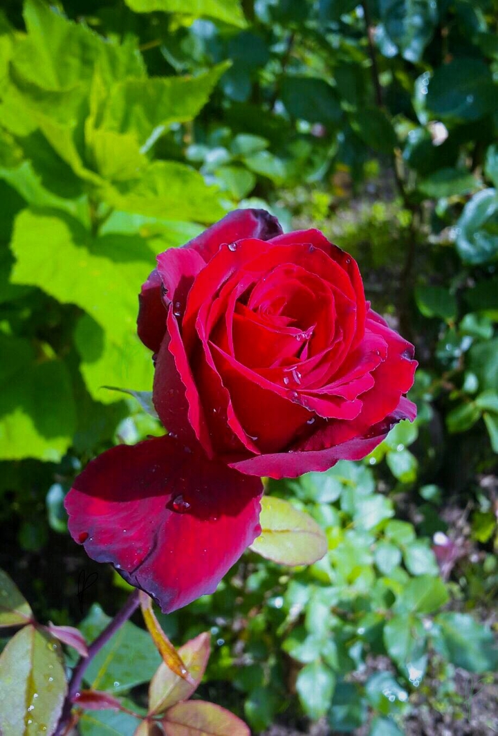a red red Rose