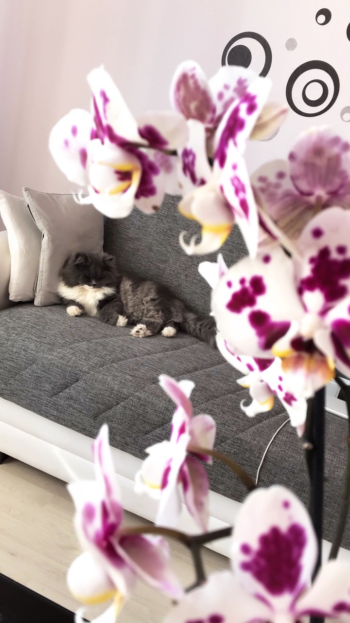 cat and orchide