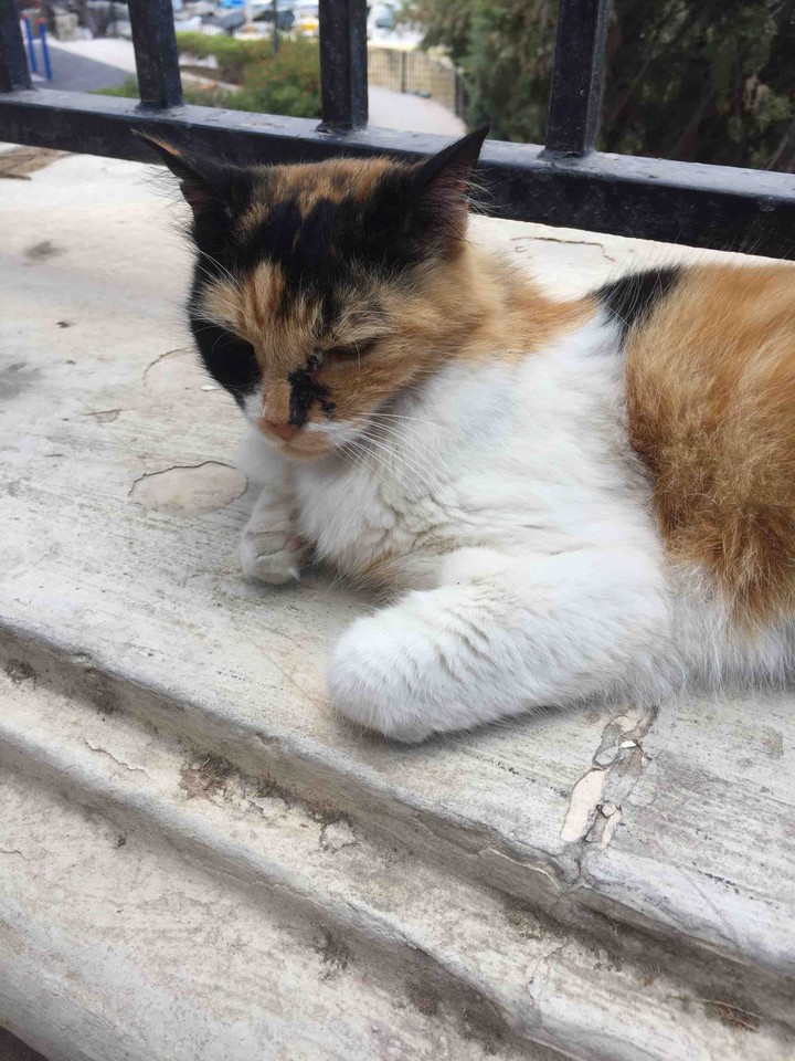 삼색고양이
