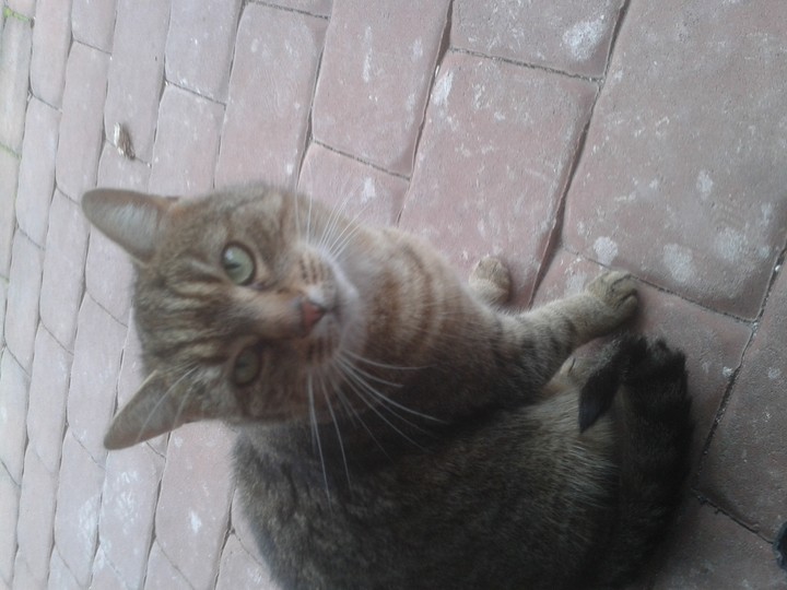 cat