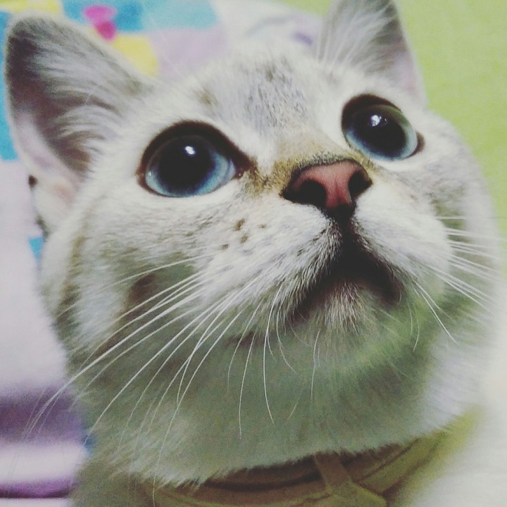 кошка