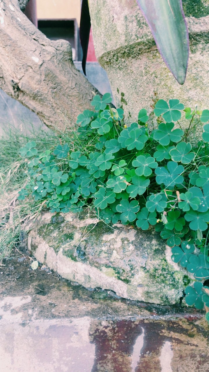 Clover