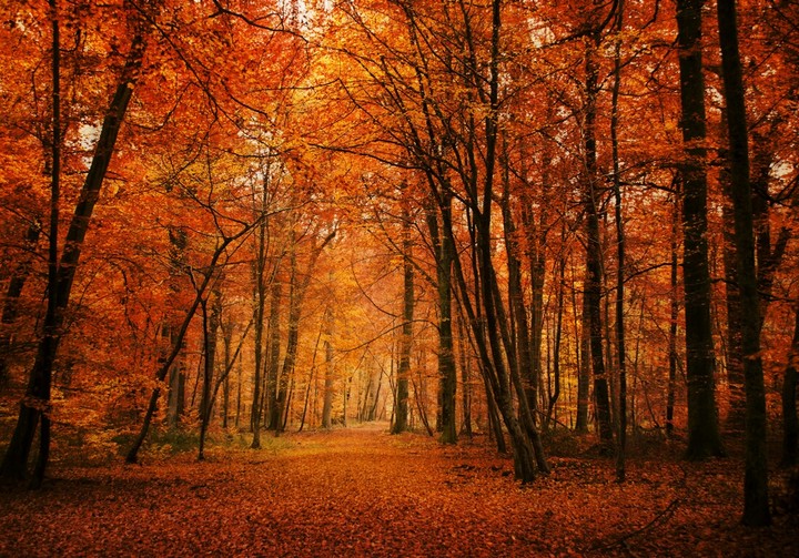 automn forest