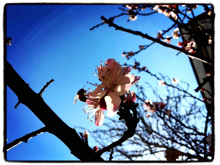 spring
